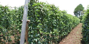 A passionfruit plantation.