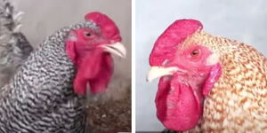 A photo collage of the KC1 and KC3 breeds of kienyeji chicken