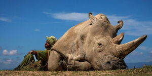 A photo of 33-year-old Najin – one of the world’s last two remaining Northern White rhinos – and her keeper, Zachary Mutai, in Ol Pejeta Conservancy taken by Slovenian photographer, Matjaz Krivic