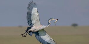 A photo of a grey heron holding on to a skink taken in Masai Mara