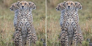 A photo of three cheetahs facing different directions captured by Paul Goldstein at the Masai Mara National Park in 2022
