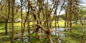 A picture showing the rising water levels at Lake Naivasha.