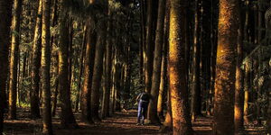 A section of the vast Karura Forest, Nairobi.