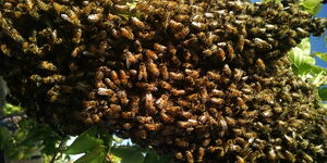 A swarm of bees on a tree branch