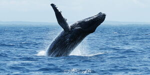 A whale breaching off the Kenyan Coast.