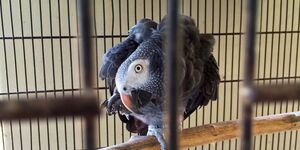 Undated image of the African grey parrot in a cage in Pretoria, South Africa