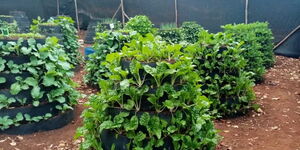 An example of multi-storey gardens with spinach and sukuma wiki