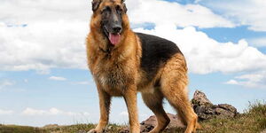 An image of a German Shepherd dog breed