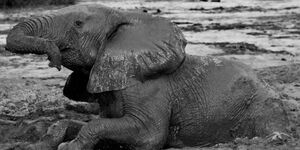 An image of a baby elephant trapped in mud.jpg