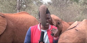 An screen grab of an elephant playing with KBC journalist Alvin Kaunda during a PTC..jpg