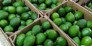 Avocado packed in brown boxes for export