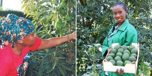 A photo collage of Joyce Kamau (left) and unidentified Kenyan (right) holding avocadoes ready for export.