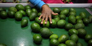 A worker sorts avocados at a farm factory on June 14, 2018.