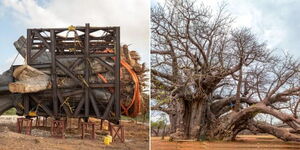 A collage image of a cut (left) and uncut(right) Baobab tree in Kilifi County.