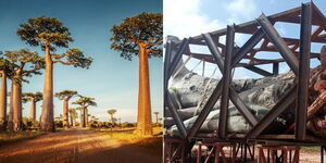 Baobab trees at the coast and one uprooted ready to be exported outside the country.