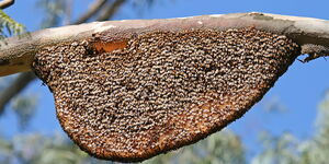 Bees on a beehive