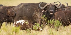 Albino Buffalo