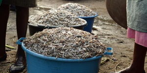 Buckets filled with Omena fish in Sindo, Homa Bay County, Kenya.