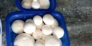 A file image of Mushrooms 