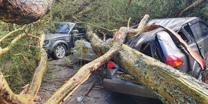 Cars damaged by a fallen tree at a Naivasha Resort parking lot.