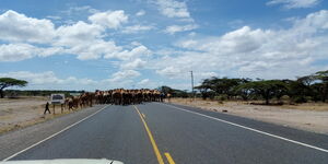 Motorists waiting for cattle herder to clear the road 