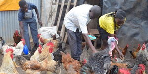 An image of chickens being fed in Kenya