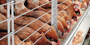 Chicken feeding inside their coop