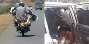 Photo collage of cow being ferried on a motorcycle and in a salon car