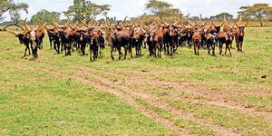 Cows graze inside President Uhuru Kenyatta's Gicheha farm