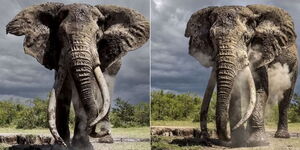 Craig, one of the largest Tuskers and among the most researched elephants in Kenya.