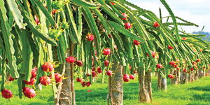 A dragon fruit plantation
