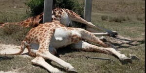 Dead Giraffes at Soysambu Conservancy