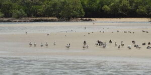 Different birds walking on Kipini beach in Tana River County