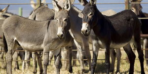 Donkeys reared at a ranch