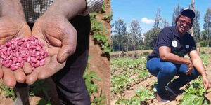 Dr Beatrice Kaige, the lead scientist in the Zyron Pulse project and one of the bean varieties the scientists developed