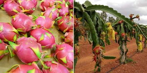 Photo collage of dragon fruit harvested and one still in the farm