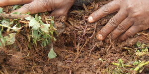 Earthworms pictured in a farm.