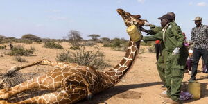 Ed Ram's photo he took in Garissa on March 6, 2022, showing rangers pouring water on a giraffe after rescue. The photo was featured on Time Magazine'.