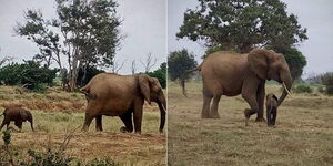 An image of an elephant with her calf after being reunited in Tsavo National Park in Taita Taveta County.