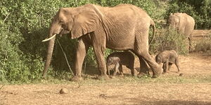 Kenyan elephant Bora gave birth to twin elephant calves in Samburu. Photos shared on January 18, 2022.