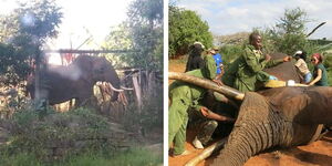 A photo collage of the elephant spotted in Kiamunyi in Nakuru and KWS officers attending to an elephant