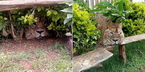 False lion alarm in Mutiribu village, in Meru County on Friday, May 5, 2022.