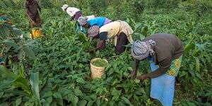 Kenyan farmers harvesting their crops