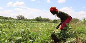 A farmer cultivating on her farm in Turkwel, Turkana County