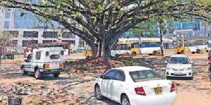 An image of Fig Tree