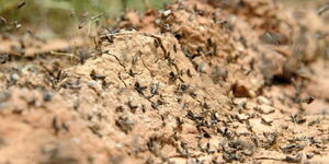 File image of a swarm of locusts