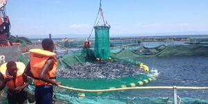 Workers catching fish in a Lake