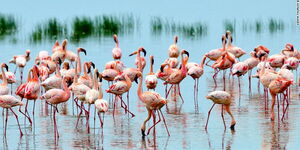 Flamingoes pictured in Lake Nakuru.