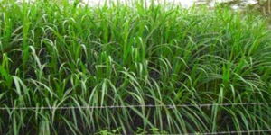 An undated image of fodder crops in Kamuthe farm, Garissa County