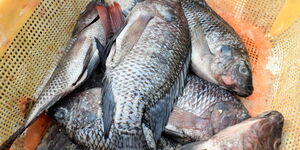 Fresh fish inside a basket